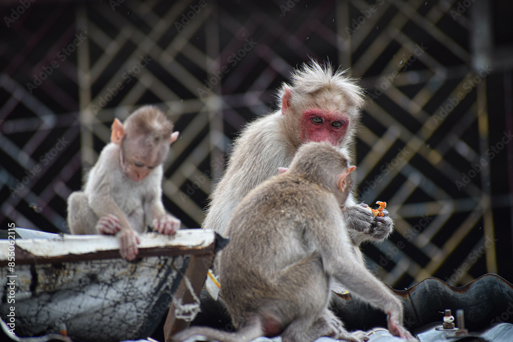 Fototapeta premium Monkey World in Courtallam, Tamil Nadu, India
