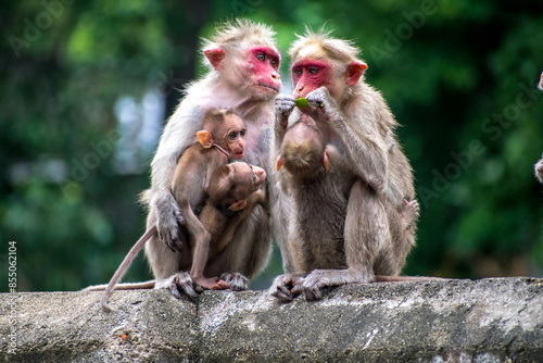 Monkey World in Courtallam, Tamil Nadu, India photo