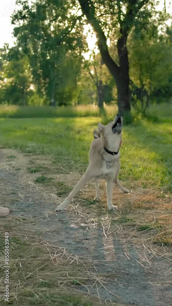 Female in jeans and leather jacket throwing a toy ball to her mongrel dog.. A puppy catches a green tennis ball with its strong mouth. Mongrel dog is human's best friend concept. Slow motion Vertical Female in jeans and leather jacket throwing a toy ball to her mongrel dog.. A puppy catches a green tennis ball with its strong mouth. Mongrel dog is human's best friend concept. Slow motion Vertical