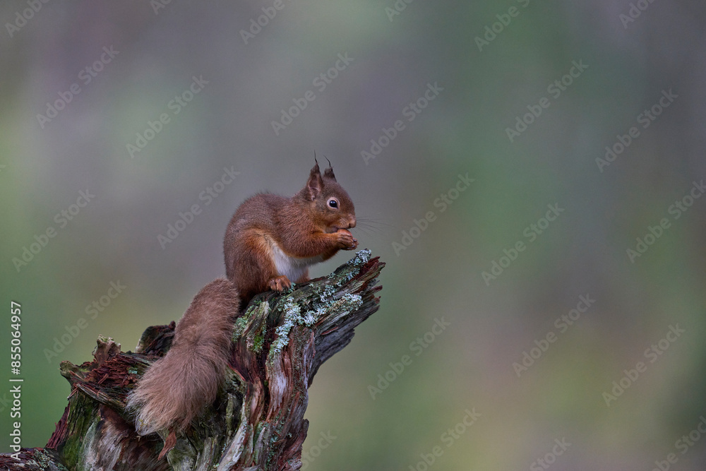 Red Squirrel (Sciurus vulgaris) feeding in a forest in the Highlands of Scotland.