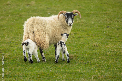 Scottish Black-faced ewe with two lambs in Springtime on the crofting island of Tiree, Inner Hebrides, Scotland. Facing front with two long, curly horns.  Horizontal.  Space for copy photo