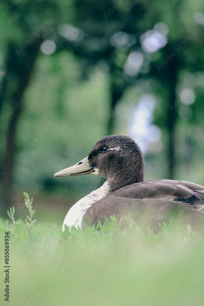 American black duck resting on the grass in a park with a blurred green background. American black duck resting on the grass in a park with a blurred green background.
