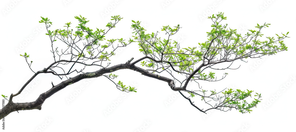 Obraz premium Tree branch tree isolated on white background