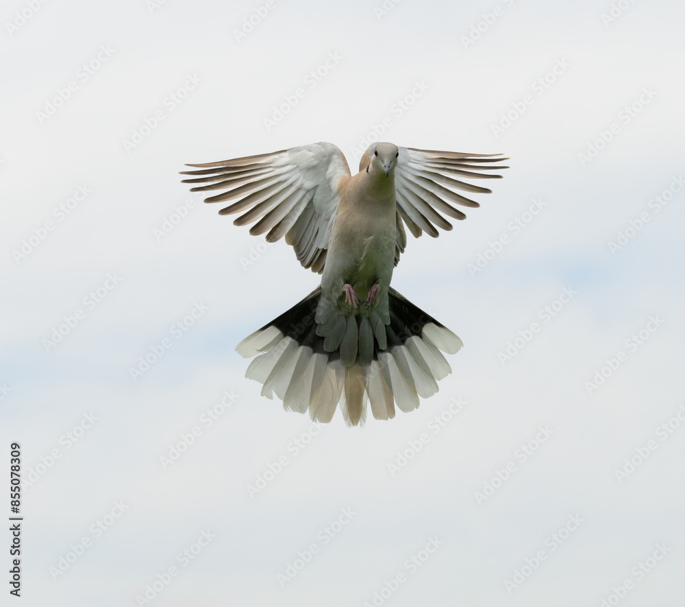 Obraz premium Front view of an Eurasian Collared-Dove in flight, with cloudy sky background