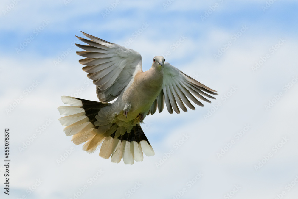 Beautiful Eurasian Collared-Dove in flight, facing the viewer Beautiful Eurasian Collared-Dove in flight, facing the viewer
