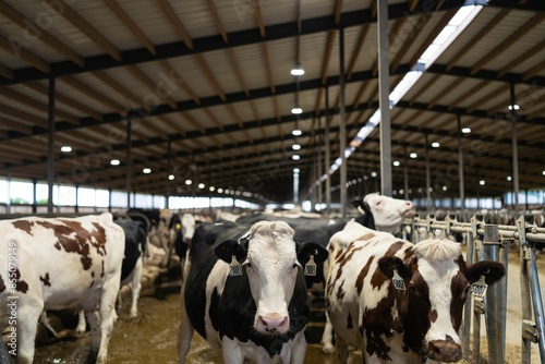 Fototapeta Naklejka Na Ścianę i Meble -  Herd of dairy cows inside a large, modern barn with ample lighting and spacious stalls