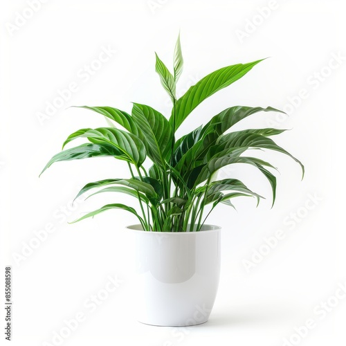 A Peace Lily Plant in a white pot, no shadow, isolated on white background