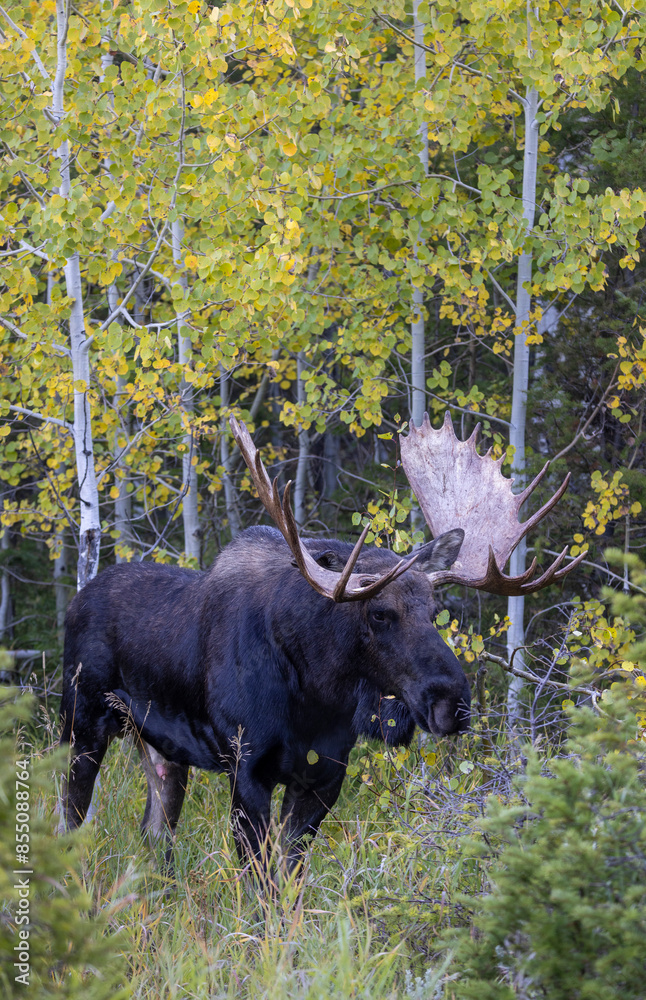 Bull Moose During the Rut in Wyoming in Autumn Bull Moose During the Rut in Wyoming in Autumn