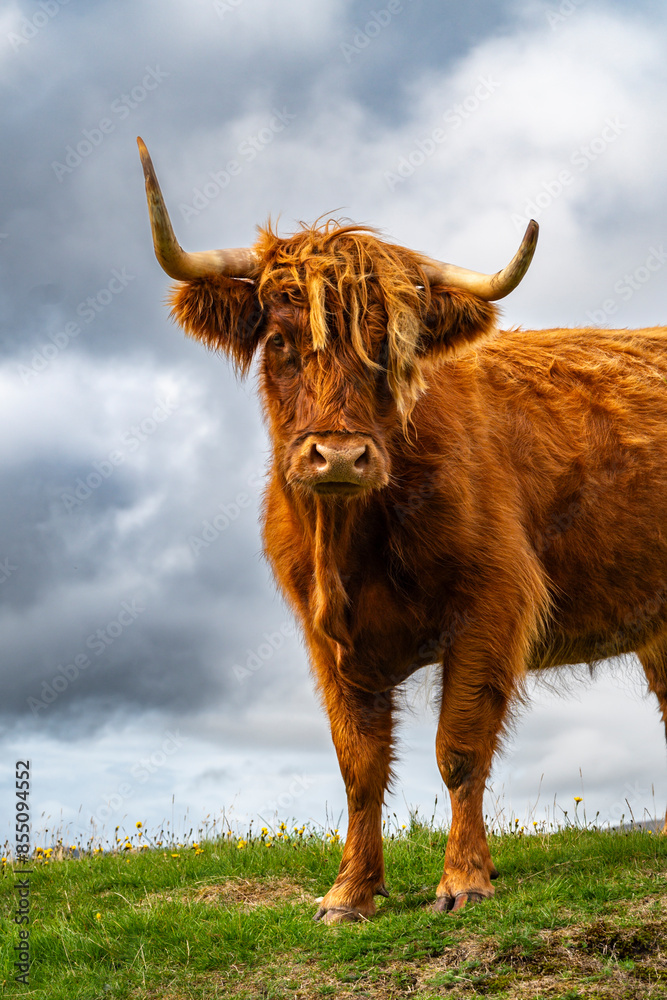 Scottish highlander cow with cloudy sky Scottish highlander cow with cloudy sky