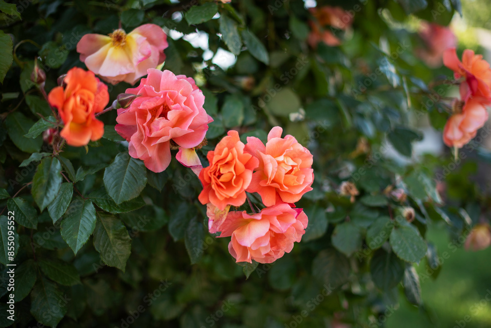 Pink and orange roses blooms on a background of green leaves in a garden. Natural background. Pink and orange roses blooms on a background of green leaves in a garden. Natural background.