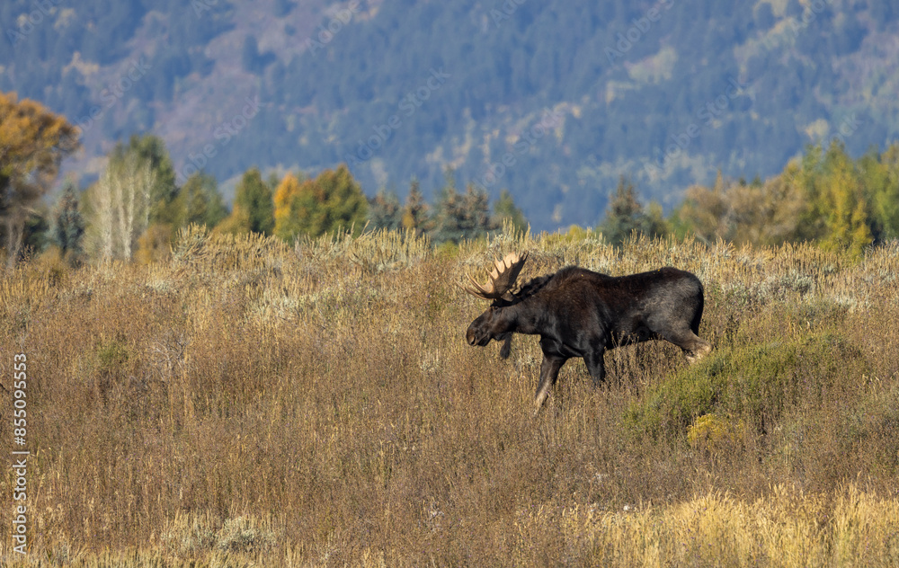 Bull Moose During the Rut in Wyoming in Autumn Bull Moose During the Rut in Wyoming in Autumn