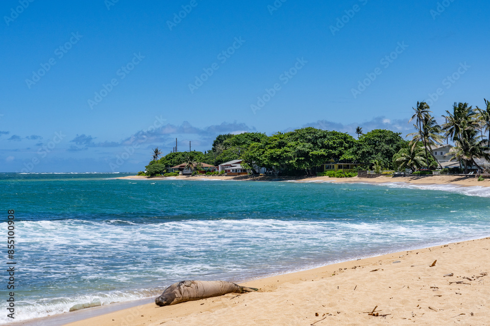 Kapalaoa Beach,Windward Coast of Oahu, Hawaii. The Hawaiian monk seal (Neomonachus schauinslandi) is an endangered species of earless seal in the family Phocidae that is endemic to the Hawaii Kapalaoa Beach,Windward Coast of Oahu, Hawaii. The Hawaiian monk seal (Neomonachus schauinslandi) is an endangered species of earless seal in the family Phocidae that is endemic to the Hawaii