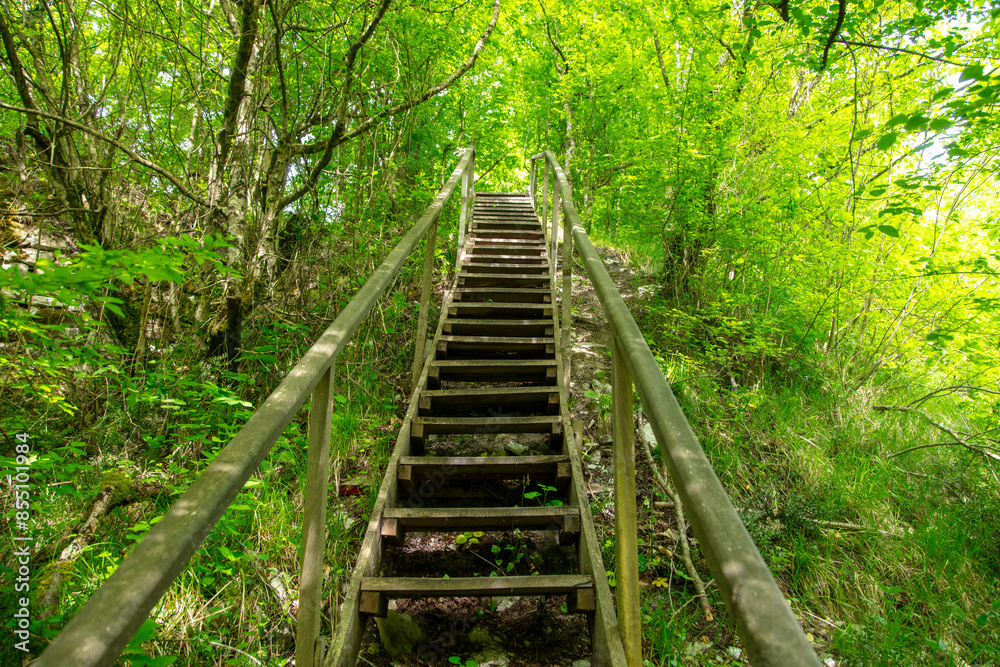 Staircase in the arboretum in summer Staircase in the arboretum in summer