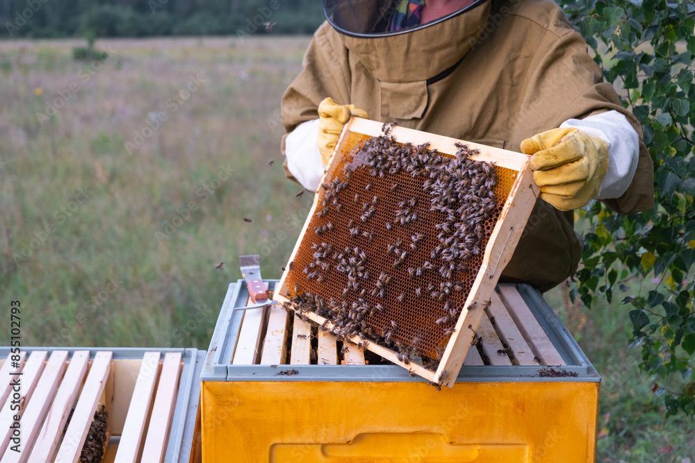 A beekeeper, a woman in a protective suit against bee stings, holds a frame with honey from a bee hive in her hands. Beekeeping, care of the hive A beekeeper, a woman in a protective suit against bee stings, holds a frame with honey from a bee hive in her hands. Beekeeping, care of the hive
