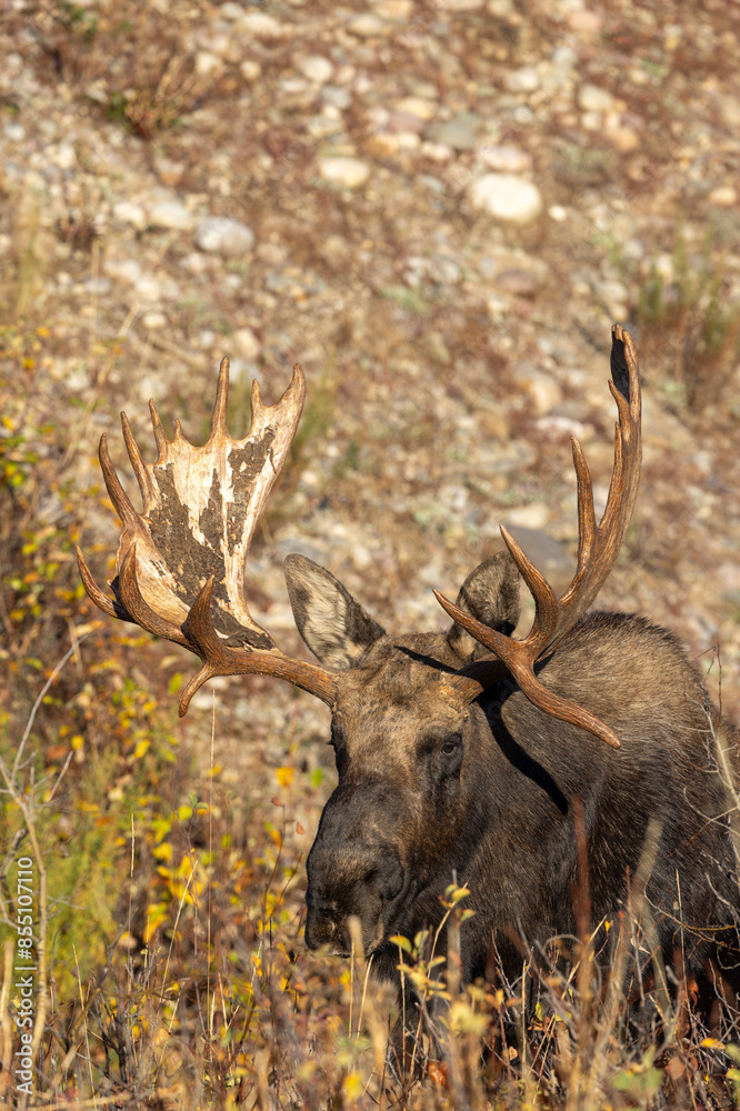 Bull Moose During the Rut in Wyoming in Autumn Bull Moose During the Rut in Wyoming in Autumn