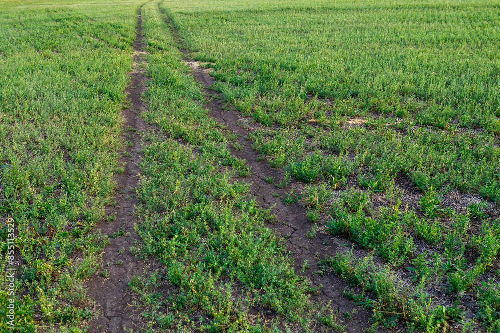 Obraz premium A dirt road in a field of grass