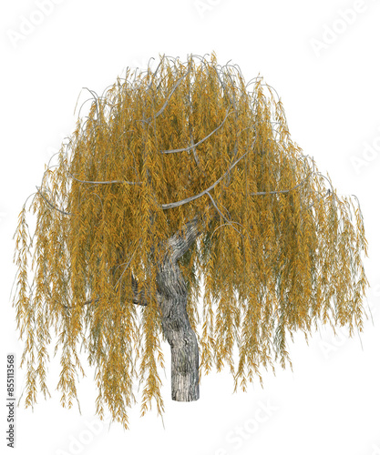 Albero con e senza foglie di vari colori  verdi, gialle, rosse o, arancioni o multicolore fondo trasparente e isolato
