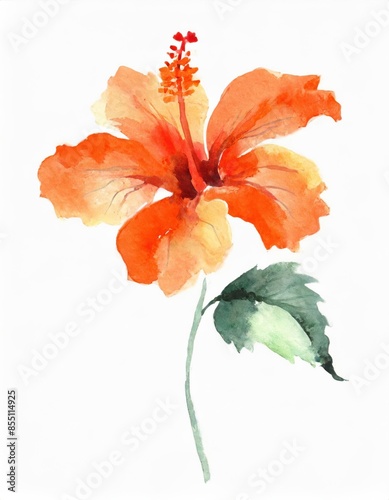 Hand drawn watercolor orange hibiscus flower isolated on white background