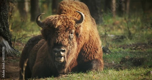 European Wood Bison Grazing In Aviary Zoo. European Bison Or Bison Bonasus, Also Known As Wisent photo