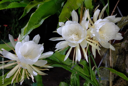 
Wijaya kusuma flower (Epiphyllum oxypetalum) is a plant that is a type of cactus. This plant is epiphytic, which means it can grow on the surface of other plants