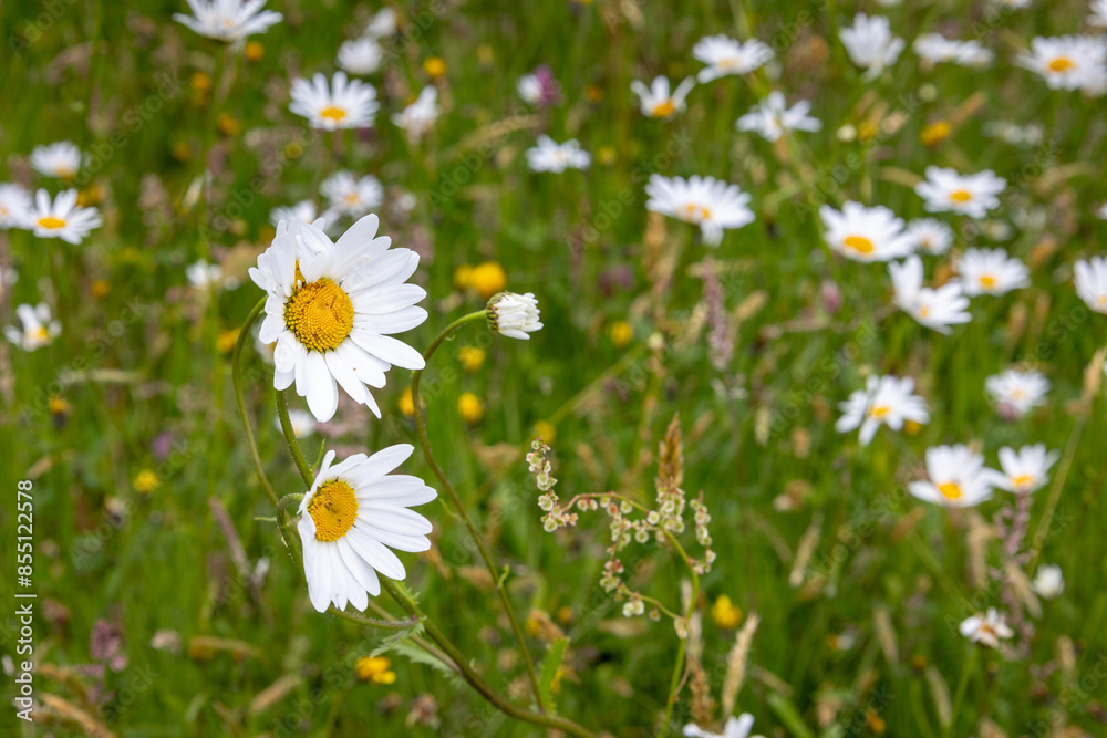 Close up of wildflowers, daisies in a wildflower meadow in summer