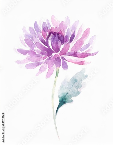 Hand drawn watercolor purple chrysanthemum flower isolated on white background
