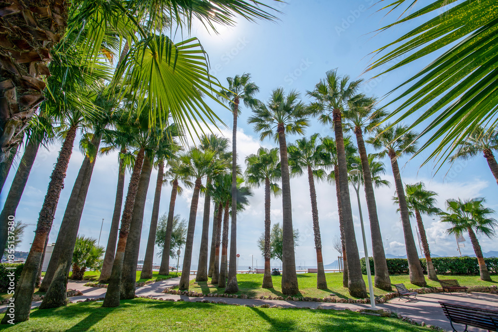 Amazing park of pine trees and palm trees in left part of Croisette . There celebrities go to bars and night clubs. Blurred motion people walking. Amazing park of pine trees and palm trees in left part of Croisette . There celebrities go to bars and night clubs. Blurred motion people walking.