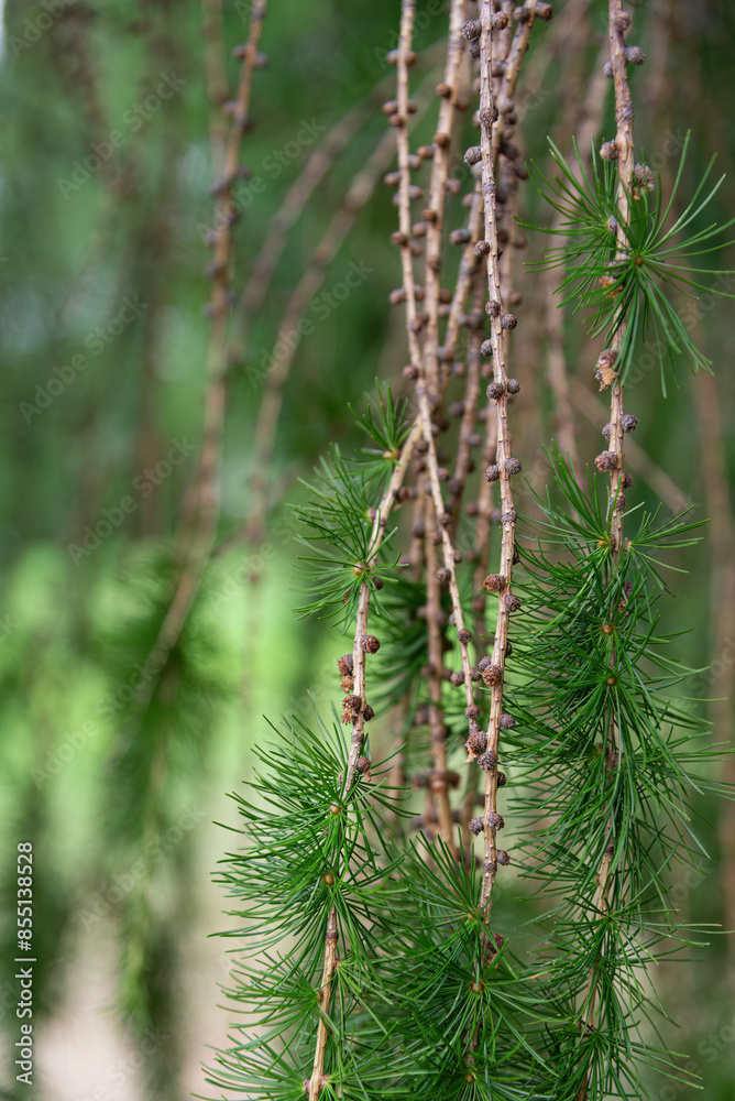 Descending branches of Larch in close-up. Descending branches of Larch in close-up.