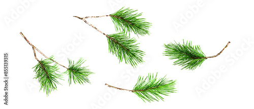 Canvas-taulu Set of twig green pine  leaf isolated on white background