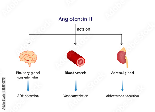 Angiotensin II acts on blood vessels, Adrenal gland and Pituitary gland. Renin-Angiotensin-Aldosterone System, RAAS. Vector illustration.