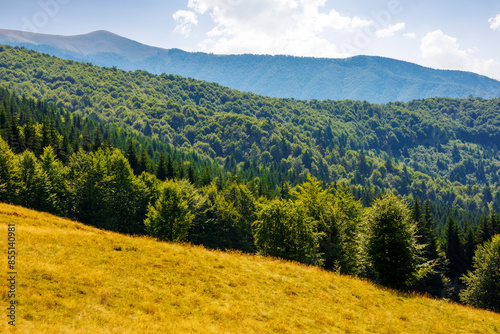forested landscape of carpathian mountains in summer. nature scenery with primeval beech forest on the hillside behind grassy meadow in afternoon light. alpine highlands of ukraine
