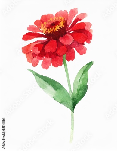 Hand drawn watercolor red zinnia flower isolated on white background