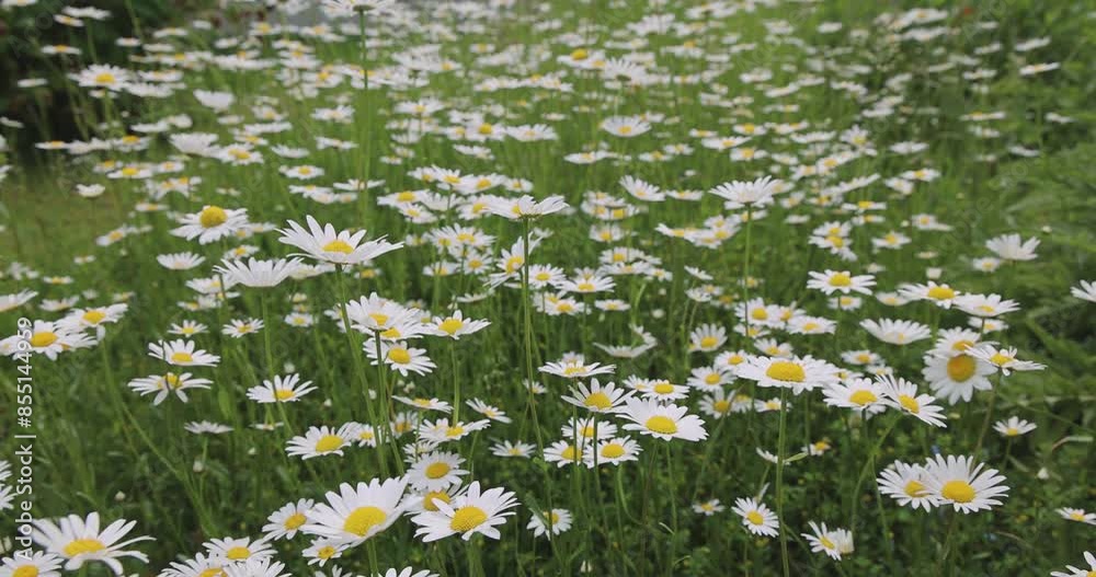 White blumen