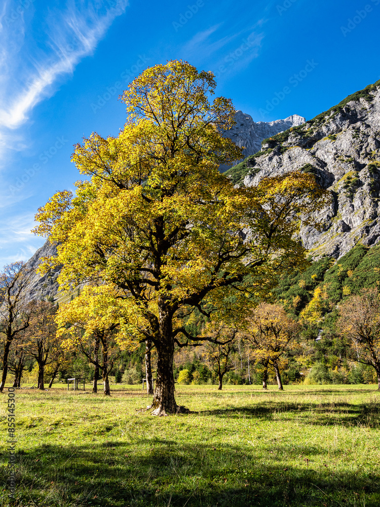 Fototapeta premium maple trees at Ahornboden, Karwendel mountains, Tyrol, Austria