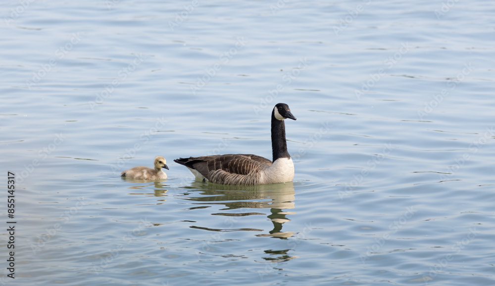 Famille d'oiseaux Famille d'oiseaux