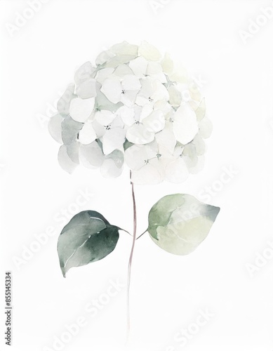 Hand drawn watercolor white hydrangea flower isolated on white background