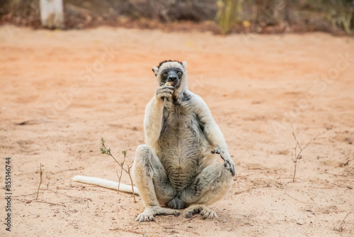 Sifaka lemur (Propithecus verreauxi), Madagascar nature photo