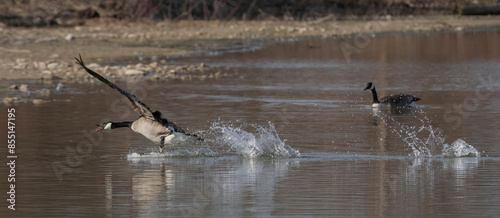 canada goose landing in water