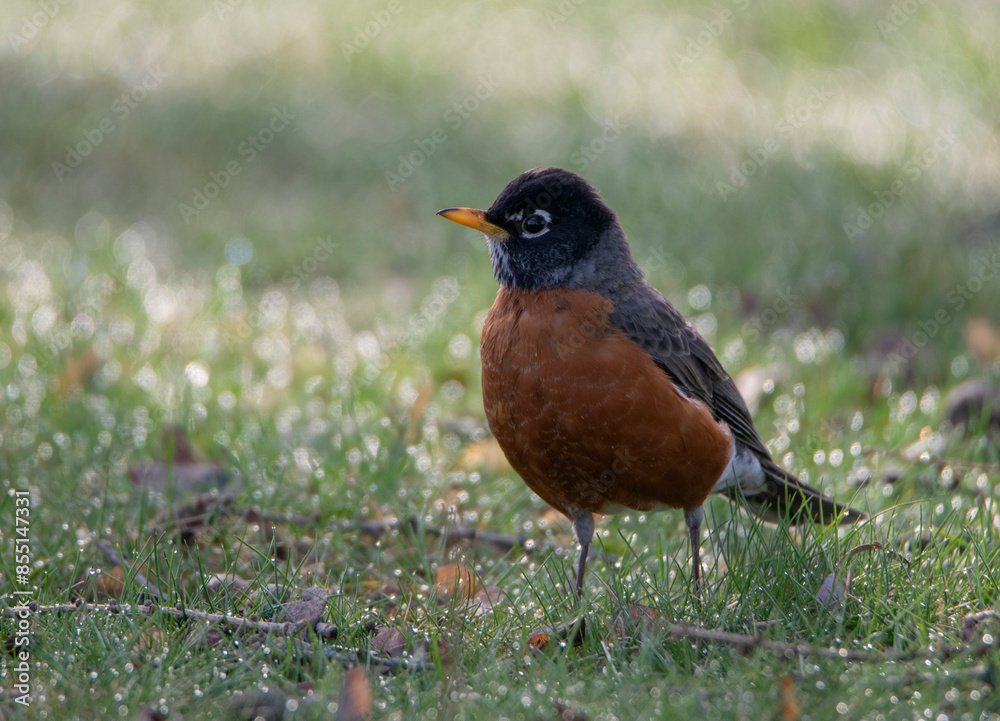 american robin american robin