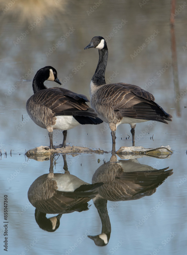 Obraz premium Canada Goose