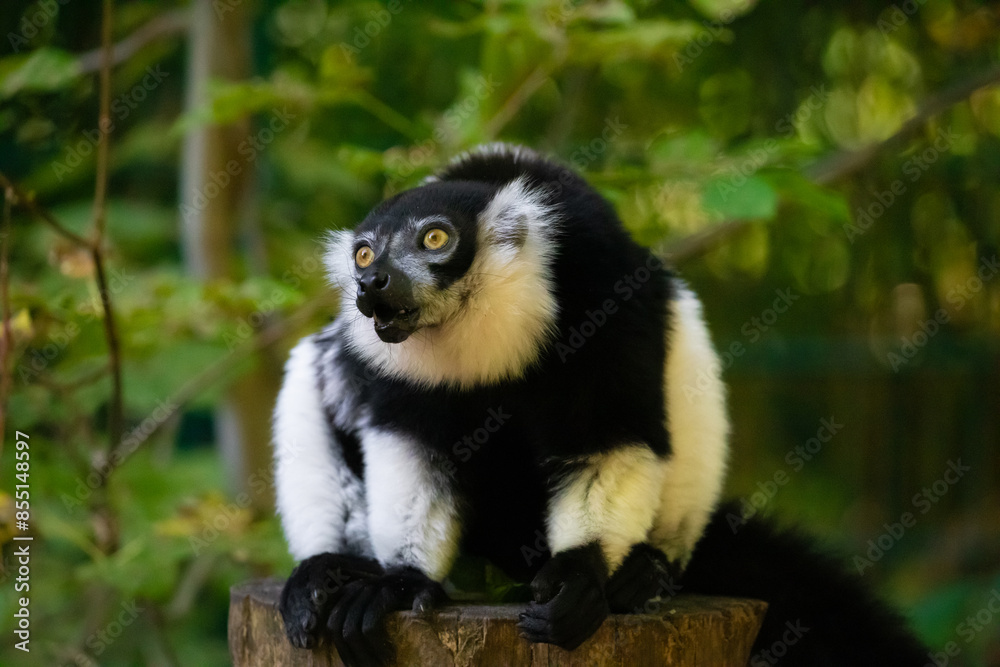 Obraz premium Black and white Ruffed Lemur closeup