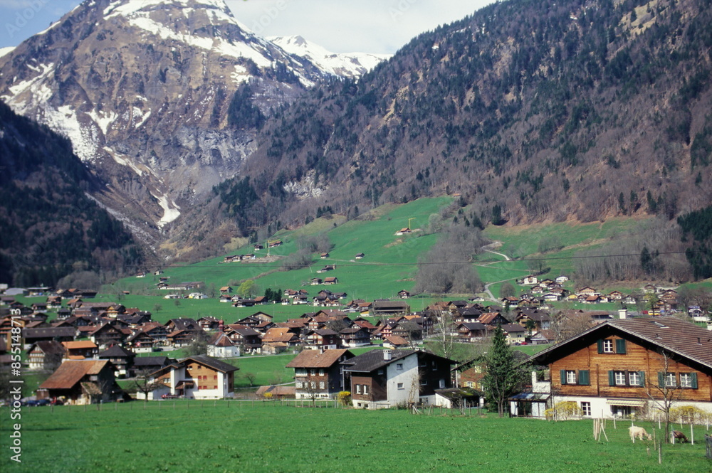 Obraz premium Cattle grazing and house on Grassland with Swiss Alps Mountain View around Interlaken Switzerland during 2000s