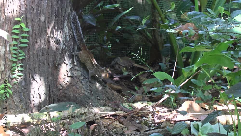 Indian palm squirrel three-striped palm squirrel (Funambulus palmarum) climbing down a tree to check the ground for food. Indian palm squirrel three-striped palm squirrel (Funambulus palmarum) climbing down a tree to check the ground for food.