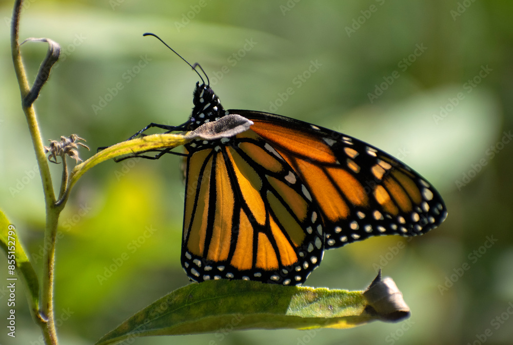 Fototapeta premium monarch butterfly on plant