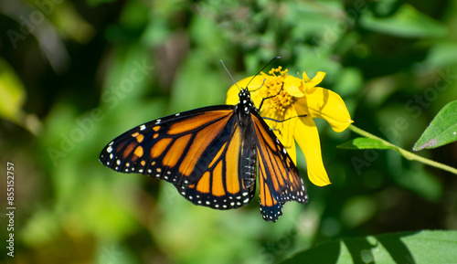 monarch butterfly on plant