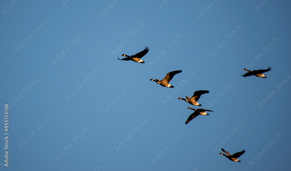 Obraz premium canada geese flying