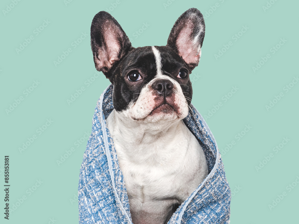 Fototapeta premium Cute puppy and blue towel. Grooming dog. Close-up, indoors. Studio shot. Concept of care, education, obedience training and raising pets