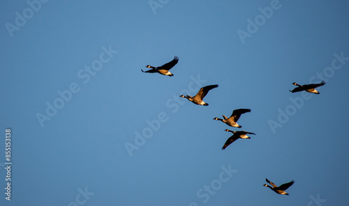 canada geese flying