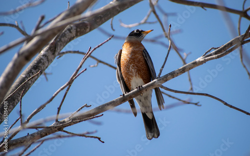 american robin
