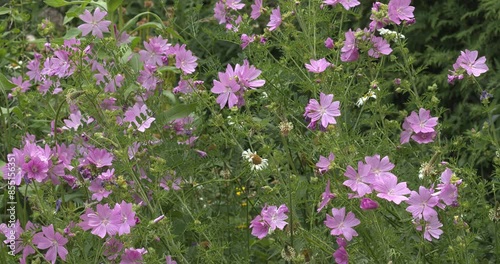Pink flowers of musk mallow (Malva moschata) in a naturalistic garden. Leaves and flowers of musk mallow are common additions to 